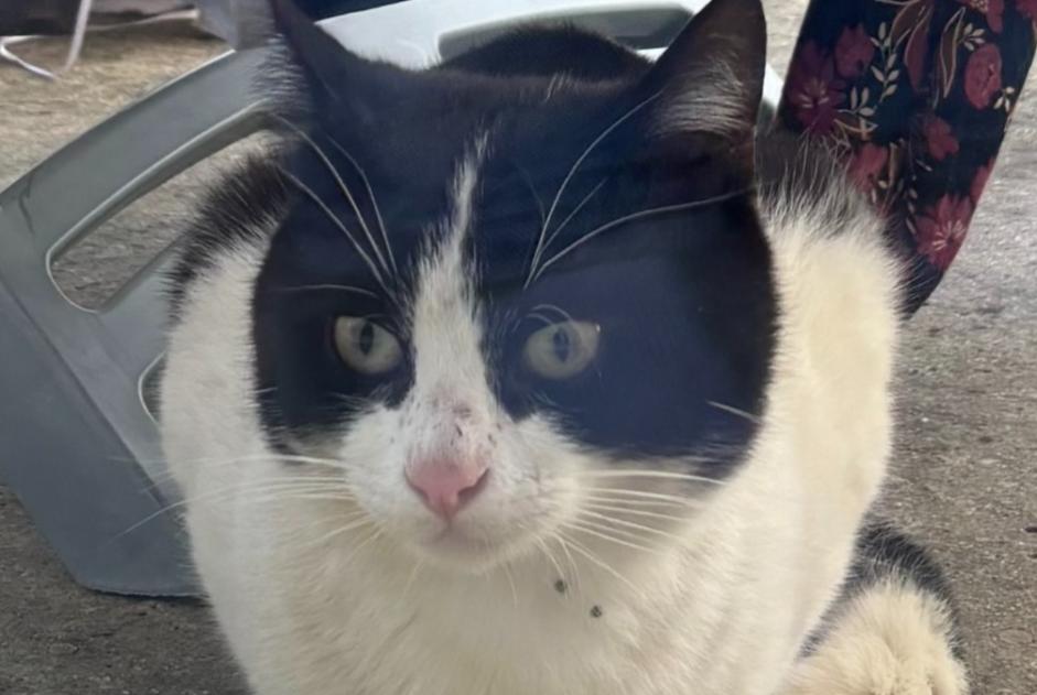 Alerta de Hallazgo Gato cruce Macho Plouëc-du-Trieux Francia Alerta de Hallazgo Gato cruce Macho Plouëc-du-Trieux Francia