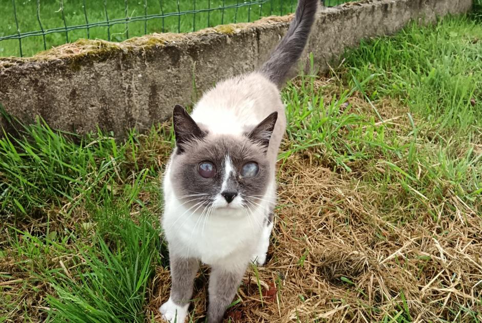 Alerte Découverte Chat Inconnu Lannion France Alerte Découverte Chat Inconnu Lannion France