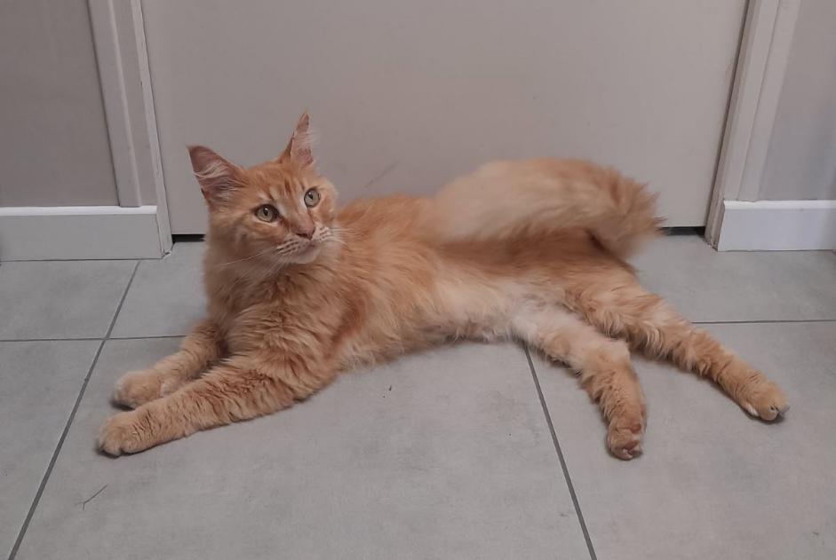 Alerte Découverte Chat croisement Mâle Calorguen France Alerte Découverte Chat croisement Mâle Calorguen France