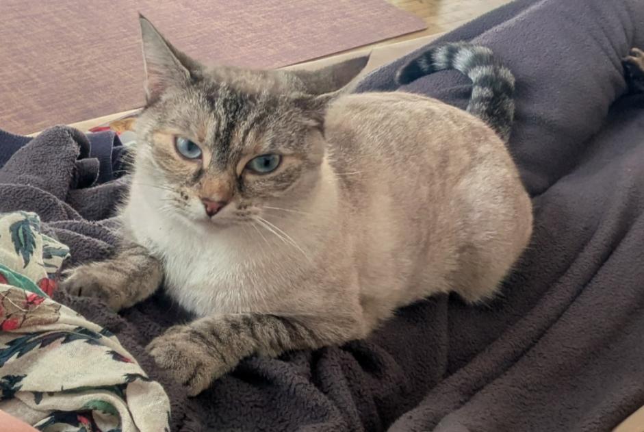 Alerte Disparition Chat Femelle , 2 ans Saint-Brieuc France